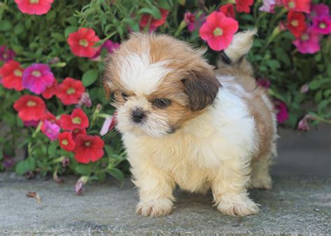 and have lots of beautiful hair coat. . Shih tzu puppies for sale under 300 ohio
